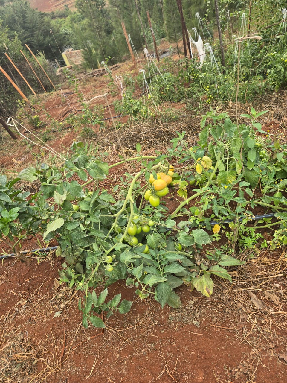 Harvest Time